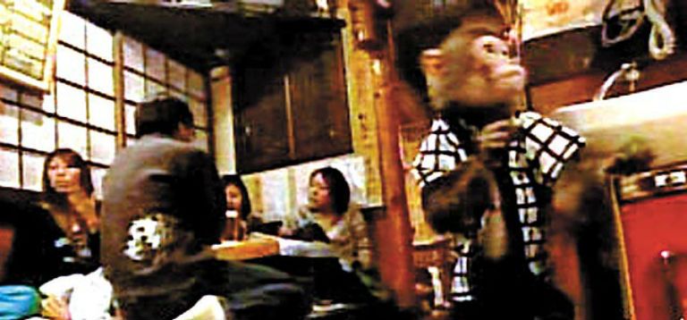 Monkey Waiter in Japan